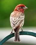 pic for House Finch